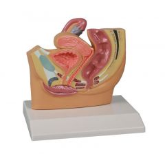 Weiblicher Beckenschnitt, verkleinert, 1/2 natürliche Größe, digitales anatomisches Modell mit Augmented Anatomy www.laborplan.eu