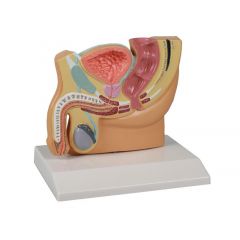 Männlicher Beckenschnitt, verkleinert, 1/2 natürliche Größe, digitales anatomisches Modell mit Augmented Anatomy www.laborplan.eu