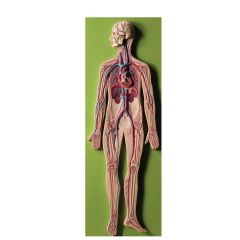 Blutkreislauf (HS 10), anatomisches Modell von SOMSO®. Reliefmodell in 1/2 natürlicher Größe, aus SOMSO-Plast®. Ihr Fachhändler aus Tübingen, Schneider Laborplan, www.laborplan.eu