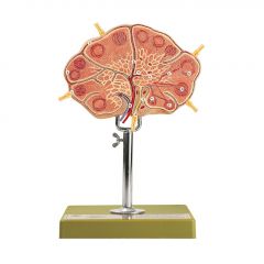 Menschlicher Lymphknoten im Schnitt, ca. 25fach vergrößert, von SOMSO® (HS 19)