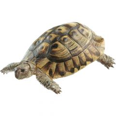 Griechische Landschildkröte, Männchen, Testudo hermanni, von SOMSO® (ZoS 1025/1), in natürlicher Größe, aus SOMSO®-Plast