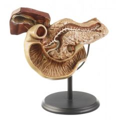 Bauchspeicheldrüse, von SOMSO® (JS 12/1), Vergrößerung im Maßstab 1:3, unzerlegbar, aus SOMSO-Plast®