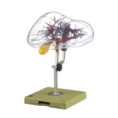 Modell zur chirurgischen Segmenteinteilung der Leber, von SOMSO® (J 8/2), natürliche Größe, in 2 Teile zerlegbar, aus SOMSO-Plast®