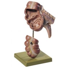 Blinddarm mit Wurmfortsatz, von SOMSO® (JS 7), natürliche Größe, in 2 Teile zerlegbar, aus SOMSO-Plast®