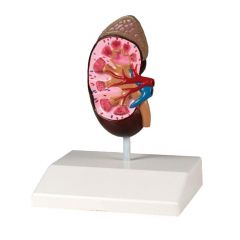 Nierenmodell, natürliche Größe, digitales anatomisches Modell mit Augmented Anatomy www.laborplan.eu