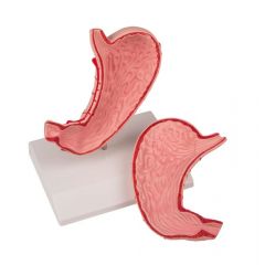 Magen, natürliche Größe, 2-teilig, Erler & Zimmer (EZ K215)