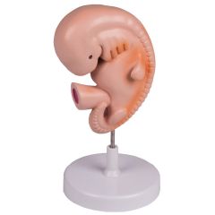 Menschlicher Embryo, 4 Wochen, von Erler Zimmer (EZ L215)