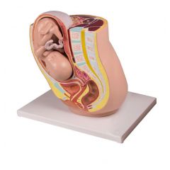 chwangerschaftsbecken mit Fetus in der 32. Schwangerschaftswoche, natürliche Größe, 2-teilig, digitales anatomisches Modell mit Augmented Anatomy www.laborplan.eu