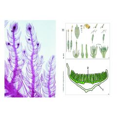 LIEDER Multimediapaket Lehrer: Blütenlose Pflanzen (Cryptogamen) Ergänzungssatz von 12 Einheiten (LIEDER SMD-27)
