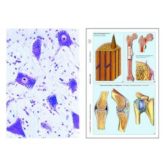 LIEDER Tierzelle (Cytologie), SMD-08 Multimedia-Lehrerpaket, Basispaket von 6 Präparaten