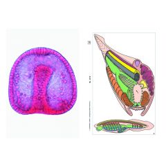 LIEDER Embryologie und Entwicklung der Tiere, SMD-17 Multimedia-Lehrerpaket, Basispaket von 6 Einheiten