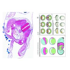 LIEDER Embryologie und Entwicklung der Tiere, SMD-18 Multimedia-Lehrerpaket, Ergänzungspaket von 12 Einheiten