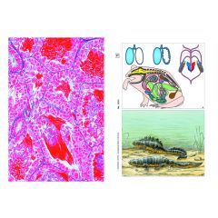 LIEDER Multimediapaket Schüler: Frosch Histologie (Rana) Basissatz von 12 Einheiten (LIEDER SSD-07)