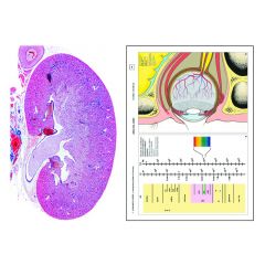 LIEDER Histologie Mensch und Säugetiere, SMD-10 Multimedia-Lehrerpaket, Ergänzungspaket von 12 Präparaten