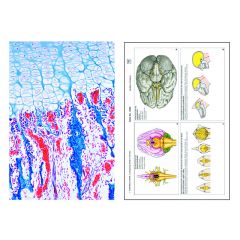 LIEDER Histologie Mensch und Säugetiere, SMD-11 Multimedia-Lehrerpaket, Ergänzungspaket II von 12 Einheiten