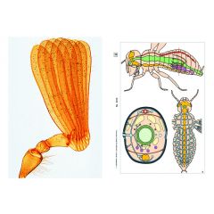 LIEDER Multimediapaket Schüler: Insekten Ergänzungssatz 12 Einheiten (LIEDER SSD-06)