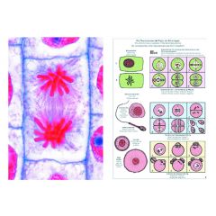 LIEDER Mitose und Meiose, SMD-21 Multimedia-Lehrerpaket, Basispaket mit 6 Einheiten 