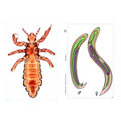 LIEDER Parasiten, SMD-15 Multimedia-Lehrerpaket, Ergänzungspaket von 12 Einheiten