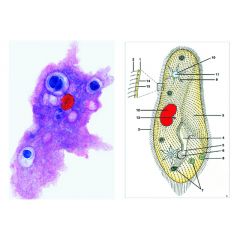 LIEDER Multimediapaket Schüler: Protozoen Basissatz 8 Einheiten (LIEDER SSD-02)