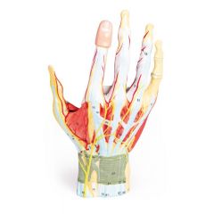 Anatomie der Hand, 7-teilig, Erler & Zimmer (EZ M161)