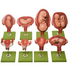 Schwangerschaftsserie, natürliche Größe, von SOMSO® (MS 12), 8 Uterusdarstellungen mit Embryonen und Feten, insgesamt 14teilig, aus SOMSO-Plast®