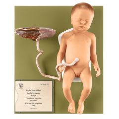 Weiblicher Fetus, natürliche Größe, von SOMSO® (MS 16/1), in 13 Teile zerlegbar, aus SOMSO-Plast®