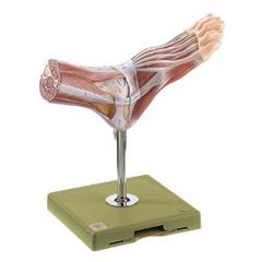 Normalfuss mit oberflächlichen Muskeln, von SOMSO® (NS 7), natürliche Größe, unzerlegbar, aus SOMSO-Plast®