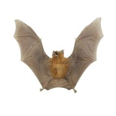 Fledermaus präpariert