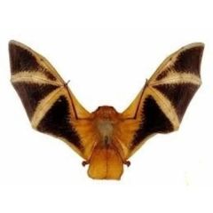 Goldene Fledermaus präpariert