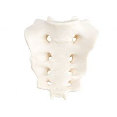 Kreuzbein (Os sacrum), männlich, von SOMSO® (QS 16/3), nach der Natur modelliert, aus SOMSO-Plast®