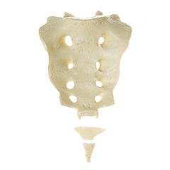 Kreuzbein/Steißbein, von SOMSO® (QS 16/5), nach der Natur modelliert, aus SOMSO-Plast®