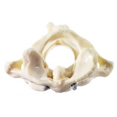 Erster und zweiter Halswirbel (Atlas und Axis), von SOMSO® (QS 17/1), nach der Natur modelliert, aus SOMSO-Plast®