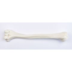 Oberarmknochen (Humerus), von SOMSO® (QS 19/2), nach der Natur modelliert, aus SOMSO-Plast®