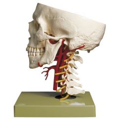 Schädelbasis mit Arterien, von SOMSO® (QS 65/6), natürliche Größe, bestehend aus Schädelbasis, Unterkiefer und Halswirbelsäule mit Nerven, aus SOMSO-Plast®, beweglich auf Sockel