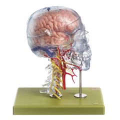 Neuroanatomie-Kopfmodell, von SOMSO® (QS 65/7), natürliche Größe, transparenter Homo-Schädel mit Halswirbelsäule und 8teiligem Gehirnmodell mit farbiger Markierung der Rindenfelder, aus SOMSO-Plast®, bin 10 Teile zerlegbar