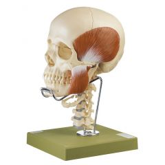 14-teiliges Schädelmodell, mit Kaumuskulatur, Halswirbelsäule und Zungenbein, von SOMSO® (QS 8/2 C+M), natürliche Größe, nach Prof. Dr. Dr. med. h.c. J. W. Rohen, Anatomisches Institut der Universität Erlangen, aus SOMSO-Plast®, in 14 Teile zerlegbar