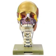 18-teiliges Schädelmodell mit Kaumuskulatur, Halswirbelsäule , von SOMSO® (QS 8/318C+M), nat. Größe, didaktisches Modell, nach Prof. Dr. Dr. med. h.c. J. W. Rohen, Anatomisches Institut der Universität Erlangen, aus SOMSO-Plast®, in 18 Teile zerlegbar