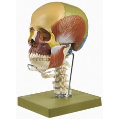 14-teiliges Schädelmodell mit Halswirbelsäule und Zungenbein, von SOMSO® (QS 8/3C+M), natürliche Größe, didaktisches Modell, nach Prof. Dr. Dr. med. h.c. J. W. Rohen, Anatomisches Institut der Universität Erlangen, aus SOMSO-Plast®, in 14 Teile zerlegbar