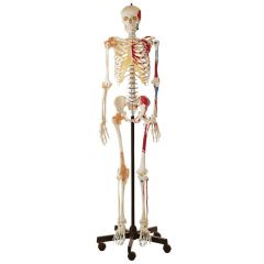 Künstliches Homo-Skelett, männlich, natürliche Größe, von SOMSO® (QS 10/6+9L), SOMSO-Plast®, Ausführung wie QS 10/6+9, zusätzlich Hand- und Fußgelenkbänder, Aufrecht auf Stativ mit Rollen, ca. 170 cm Höhe