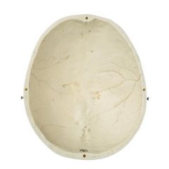 Schädeldach, von SOMSO® (QS 19/71), nach der Natur modelliert, aus SOMSO-Plast®