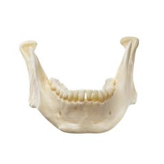 Unterkiefer, von SOMSO® (QS 19/73), nach der Natur modelliert, aus SOMSO-Plast®