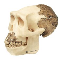 Schädelrekonstruktion von Homo erectus, in natürlicher Größe, von SOMSO® (S 2), aus SOMSO-Plast®, nach Prof. Dr. Christian Vogel, in 2 Teile zerlegbar