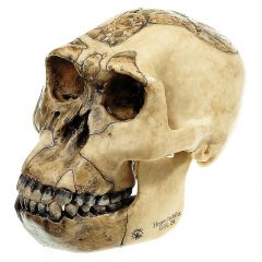 Schädelrekonstruktion von Homo habilis (O.H. 24), in natürlicher Größe, von SOMSO® (S3/1), aus SOMSO-Plast®. Mit fachlicher Begleitung durch die Abteilung für Prähistorische Anthropologie und Humanökologie, Universität Göttingen, in 2 Teile zerlegbar