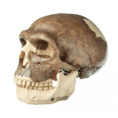 Hochwertige und sehr detaillierte Schädelrekonstruktion von Homo neanderthalensis, in natürlicher Größe, von SOMSO® (S3), aus patentierten SOMSO-Plast®, nach Prof. Dr. Christian Vogel. Der Schädel ist in zwei Teile zerlegbar.