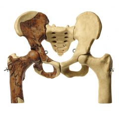 Beckenrekonstruktion von Australopithecus africanus, in natürlicher Größe, von SOMSO® (S 5/STs14), aus patentierten SOMSO-Plast®