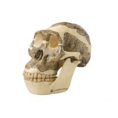 Schädelrekonstruktion von Australopithecus africanus, in natürlicher Größe, von SOMSO® (S 5), aus SOMSO-Plast®, nach Prof. Dr. Christian Vogel, in 2 Teile zerlegbar