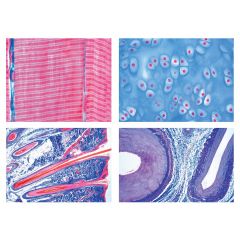 LIEDER Histologie und Menschenkunde, Gesamtserien, Histologie der Säugetiere (Mammalia) Grundserie – 25 Mikropräparate Art. 2400