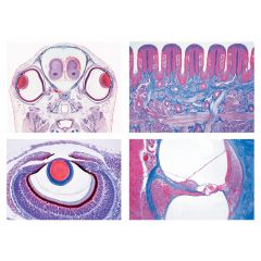 LIEDER Serie für die Sekundarstufe II, Serie III. Sinnesphysiologie 16 Mikropräparate Art. 4450