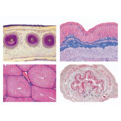 LIEDER Histologie und Menschenkunde, Einzeldarstellungen II, Verdauungssystem, 15 Mikropräparate (L 72380)