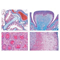 LIEDER Histologie und Menschenkunde, Gesamtserien, Normale Histologie des Menschen, Basisserie - 40 Mikropräparate (L 9000)